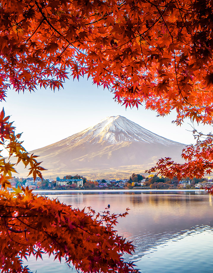 日本楓紅