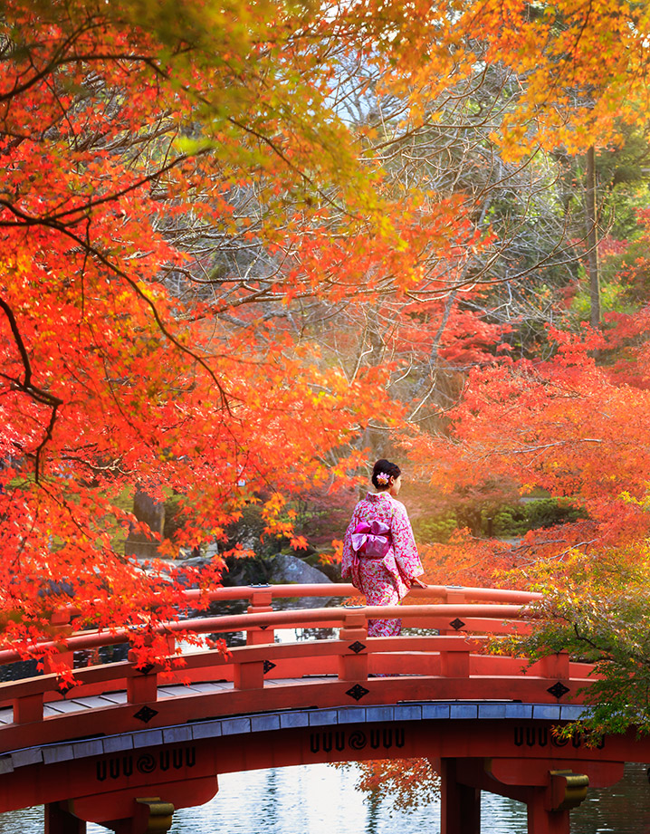 日本楓紅