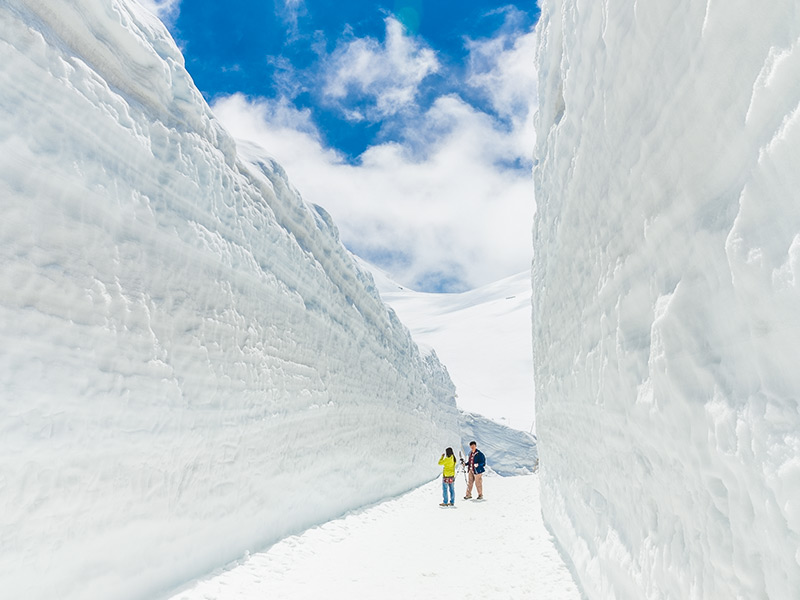 黑部立山‧四月春之盛雪牆櫻花共舞