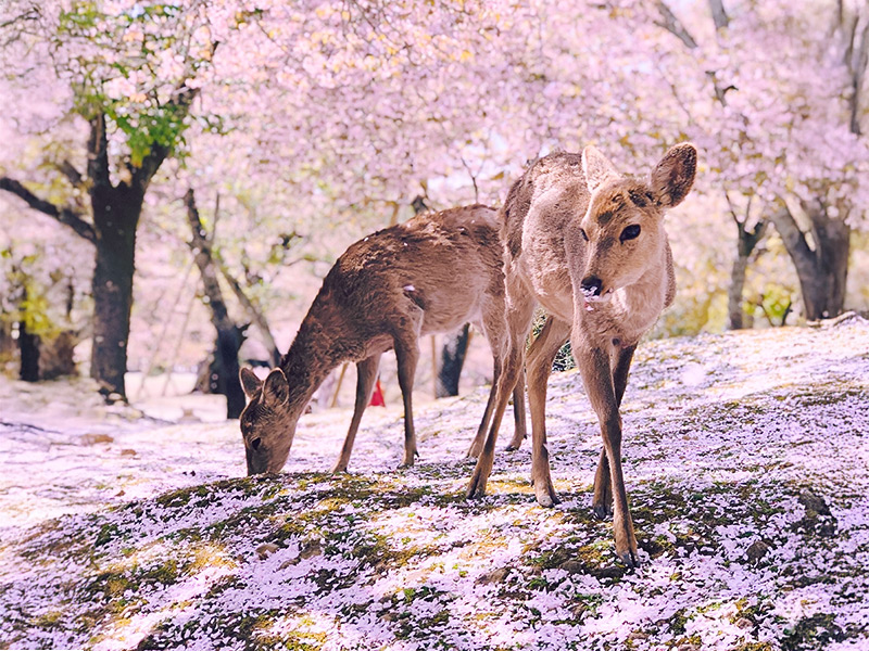 全日櫻花祭啟動
